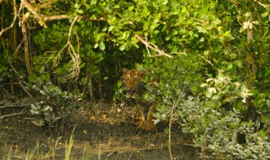 Tour De Sundarbans: A Journey Towards Sustainable Tourism in India