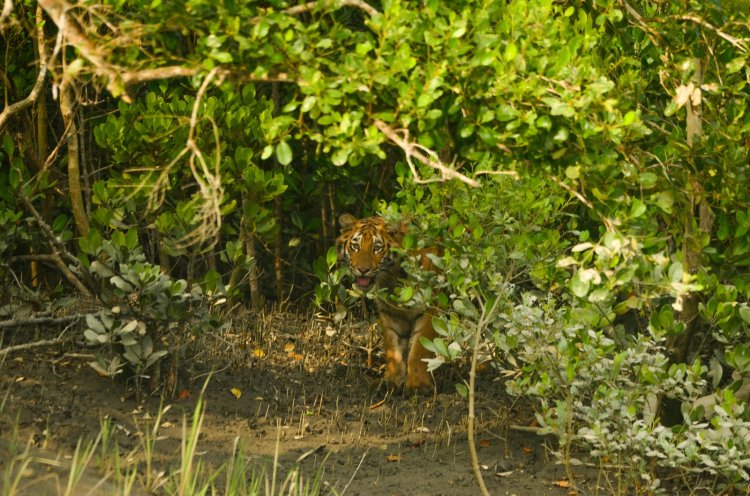 Tour De Sundarbans: A Journey Towards Sustainable Tourism in India